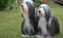 If the owner decided to stay on natural feeding, then the diet of a bearded collie should includ ...