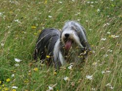 When fed dry food, the bearded collie needs constant access to water. It is recommended to soak  ...
