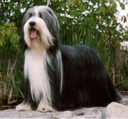Representatives of this breed are distinguished by good health, but they also need appropriate c ...