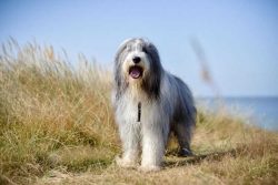 After all, vaccinations have been done, it is recommended not to forget about visiting the veter ...