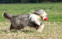 Due to the sharp change in diet, dogs of this breed have problems with digestion. In this case,  ...