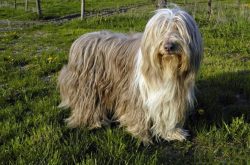 After choosing a kennel and a puppy, it’s time to talk about the price. And the price of a ...