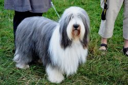 The Bearded Collie is a classic shepherd dog. An intelligent and independent animal, a devoted f ...