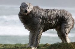 This dog does not differ in prevalence, however, in Russia, there are kennels in which represent ...