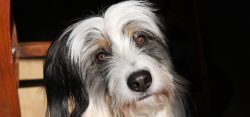 It is recommended to carefully study the standard and remember all the main features of the bree ...