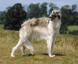 They are endlessly devoted to their owners, but you need to be able to communicate with the anim ...