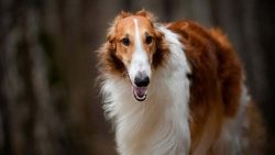 They are rather cold with strangers, but not aggressive. They are quiet dogs, hassle-free behavior. 