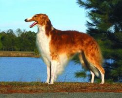 They grow up rather slowly. Since these dogs can become depressed or have separation anxiety syn ...