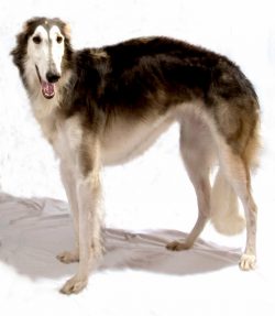 Borzoi’s coat is truly unique and intricately colored. Silky coat of moderate length with  ...