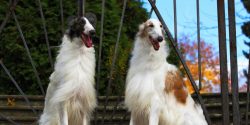 Borzoi does not bark very often. They will not be able to perform the duties of a guard dog, sin ...
