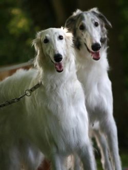 With proper socialization, Borzoi get along well with cats and other small animals. Some dogs, h ...