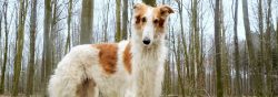 It is a healthy breed, but volvulus (stomach torsion) and heart problems (quite rare) can occur. 