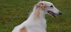 Borzoi is a tall, graceful, elegant, noble-looking dog that was used to hunt wolves.