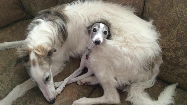 The Borzoi is a rare breed of dog. You will have to spend a lot of time to find a good breeder o ...