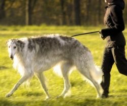 The coat of the Russian Greyhound is resistant to dirt and mats; it can be flat, slightly wavy,  ...