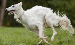 Greyhound maintenance is relatively straightforward – regular brushing with a stiff brush  ...