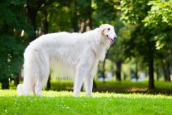 The nobles and aristocracy appreciated these dogs to such an extent that it was almost impossibl ...