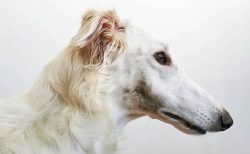 This is a fairly healthy breed, but there are also characteristic diseases such as progressive r ...