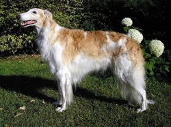 Borzoi is a tall, slender dog of a very aristocratic appearance, which is considered the embodim ...