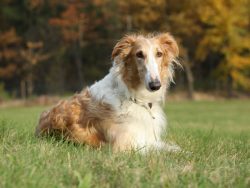 Borzoi simply exudes noble calm, restraint, and confidence. They are obedient and loyal companions