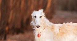 The Russian greyhound belongs to giant breeds and therefore does not fit into every interior. Li ...