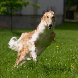 Dogs of this breed show exceptional talents in hunting, stalking, and hare-baiting.