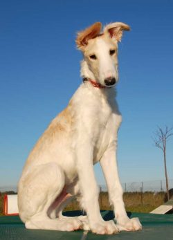 It is necessary to socialize the dog and complete a course of general training. These are very s ...