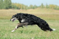 Since they are by nature very neat dogs, keeping an eye on their cleanliness, they relatively ea ...