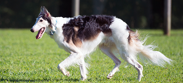 Borzoi is born with special running skills, but these are very different from the canine fightin ...