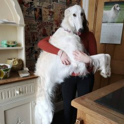 The borzoi requires calmness, patience, and consistent learning based on mutual respect. 