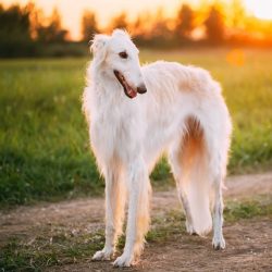 Greyhounds require a particularly significant amount of training. If you are a jogger, then this ...