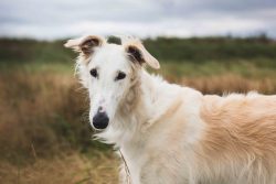 Initially, the Greyhound was called the Russian wolfhound. It is an exceptionally fast, agile, a ...