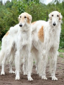 A Borzoi needs a lot of space to run and train, so it’s best to keep your dog in a house w ...