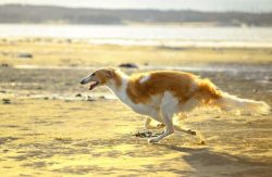 The Greyhound is a proud, dignified, and considerate dog. They are extremely loyal to their fami ...