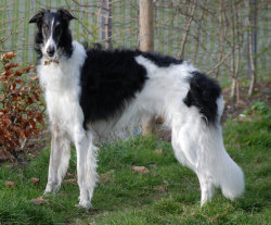 Barking is extremely rare and for this reason, cannot be used as watchmen. It is not recommended ...