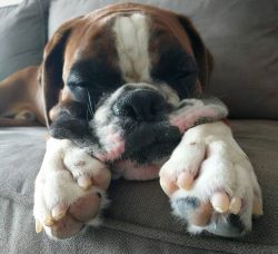 Boxers have a high need for communication and physical activity. If you ignore their needs and l ...
