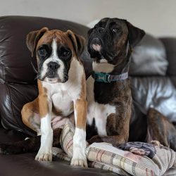 This breed is ideal for those who prefer almost never to part with their pet, or for large noisy ...