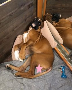 Boxers can feel good both outside the city and in a city apartment, as long as you allow them to ...
