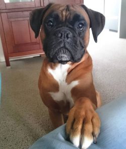Boxers cannot tolerate heat, so care must be taken to keep them from overheating. But because of ...