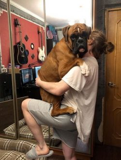 Some boxers have increased salivation, some snort, and snore. 