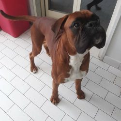 Like other large dogs, Boxers are not long-lived. Their life expectancy is between seven and ten ...