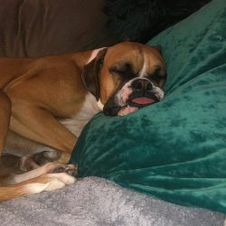 Boxers evolved from the crossbreeding of the extinct Bullenbeiser breed with Mastiffs, Bulldogs, ...