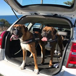 Boxers came to the USA only after the First World War. After 1940, the breed gradually became on ...