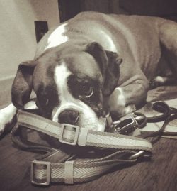 Boxers are considered service dogs. They were among the first to serve in the police, they are a ...