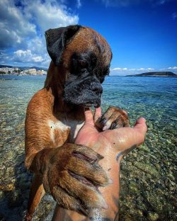 But boxers are also bred as companions or guards and are perhaps best known for their loyalty to ...