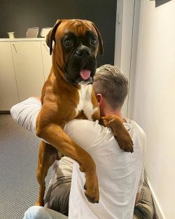 German boxers, thanks to their remarkable intelligence, ability to quickly adapt, and excellent  ...