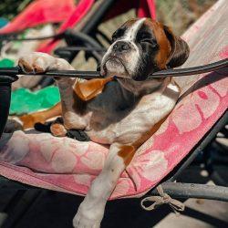Companion dog, friend dog, guard dog – all this is about the German boxer. Active and chee ...