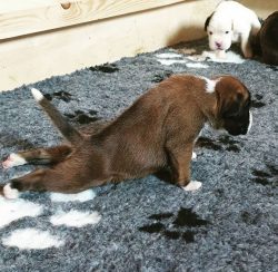 Boxers have a special relationship with babies – trusting. These dogs used to be very resi ...