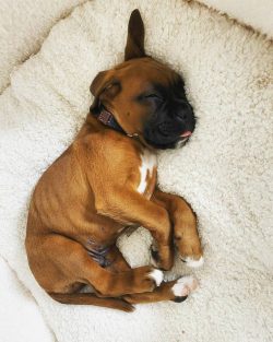 The breed was developed in Germany in the 19th century, initially for bull-baiting, and later as ...