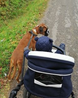 The German boxer will become a sincere and faithful friend, will delight you with his cheerful a ...